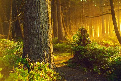 Hd Nature Landscape Forest Photo Background Wallpaper Download Free