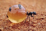 Curiosidades de las hormigas [+151 Datos que NO conocías]