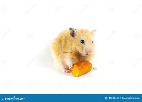 Cute Hamster Eating Carrot On White Background Stock Photo Image Of