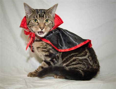 Dracula Cat Vetbabble