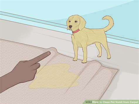 How To Clean Pet Vomit From Carpet With Pictures Wikihow