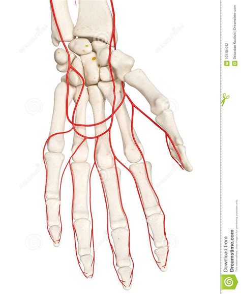 The Hand Arteries Stock Illustration Illustration Of Graphic 101194012