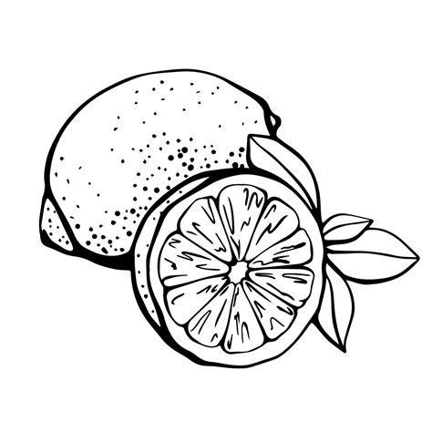 Ink Hand Drawn Lemon Isolated On White Background Vector Illustration 4cb