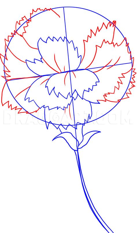 How To Draw A Carnation Step By Step Drawing Guide By Dawn