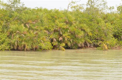 Sundarbans Freshwater Swamp Forests One Earth