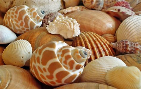 Shells Sea Ocean Free Photo On Pixabay Pixabay