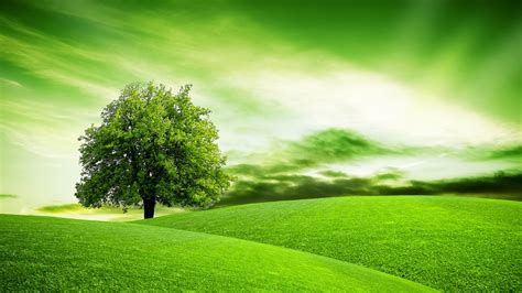 Green Hillside Field With A Lone Tree Wallpaper Backiee