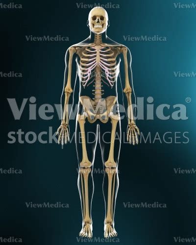 Viewmedica Stock Art Male Skeleton Front View