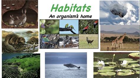 Ecosystems Community Populations And Habitats Youtube