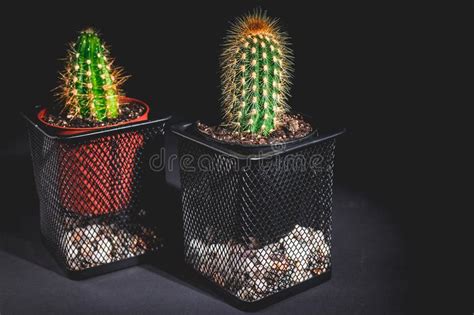 Two Cactus In A Decorative Pot On A Dark Background Low Key Lighting