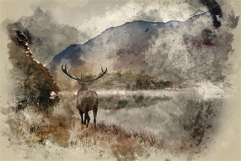 Watercolour Painting Of Stunning Powerful Red Deer Stag Looks Ou