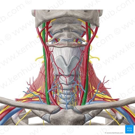 Internal Jugular Vein Origin Course Drainage Jvp Kenhub