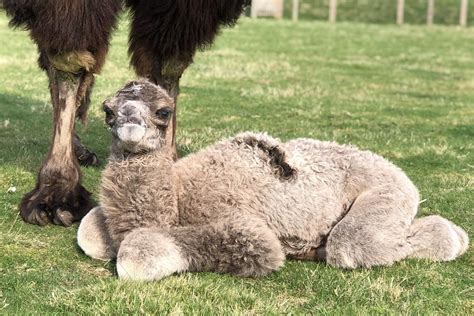 Baby Camels Must Wait To Meet Visitors After Being Born In Lockdown