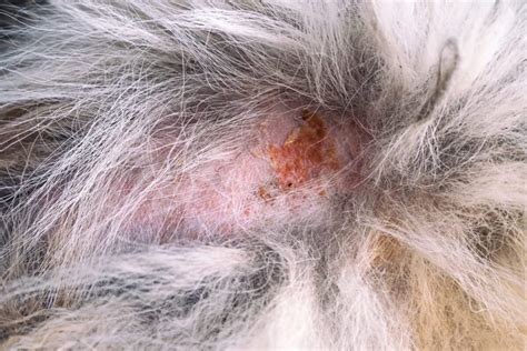 Found Crusty Scabs On Dogs Back Types Causes And Treatment