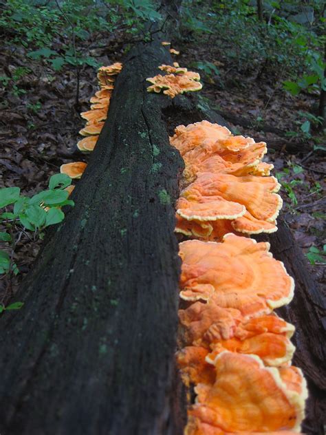 The 25 Best Edible Wild Mushrooms Ideas On Pinterest Edible
