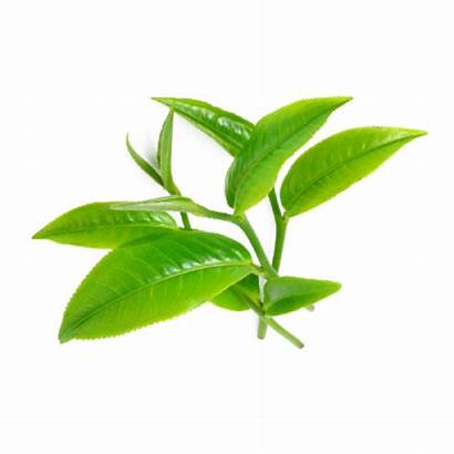 Tea Tree Oil Essential