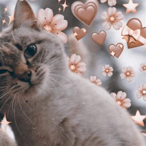 🏭 𝍤 Matching Icons 🍡 4o Gatos Bonitos Fondos De Gato Gatos Raros