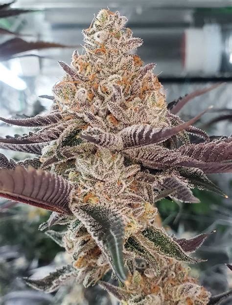 banana splitterz fem soloud genetics seeds for me seed bank