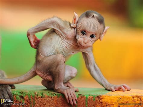 Baby Monkeys Wallpaper 68 Images
