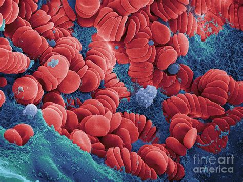 Human Red Blood Cells Sem Photograph By Ted Kinsman Pixels