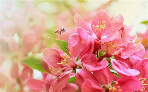 Most Beautiful Flowers Desktop Wallpapers Best Flower Site