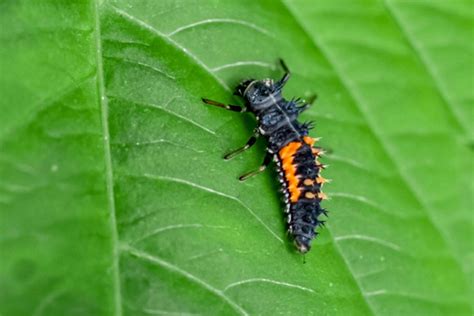 How Ladybug Larvae Look And Benefit Your Garden