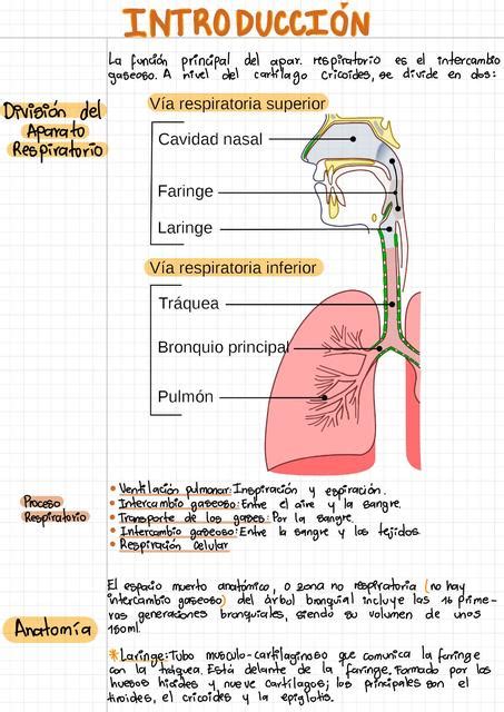 Anatomía Y Fisiología Pulmonar