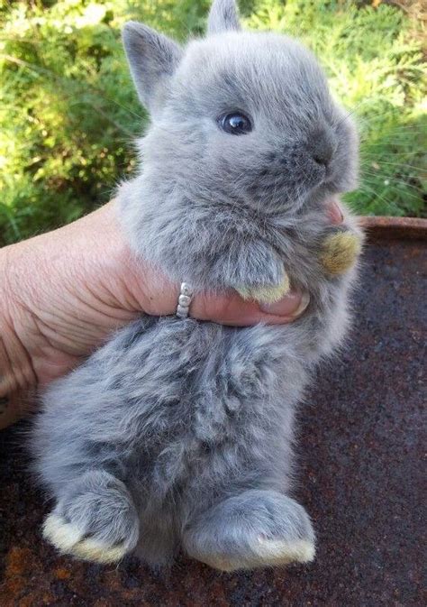 Cute Netherland Dwarf Bunnies Make Great Pets Love My Bunny Cute