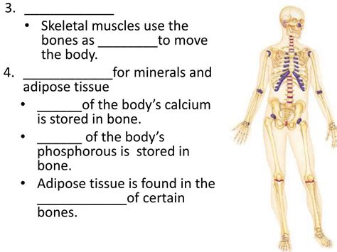 Ppt Unit 4 Skeletal System Including Joints Powerpoint Presentation
