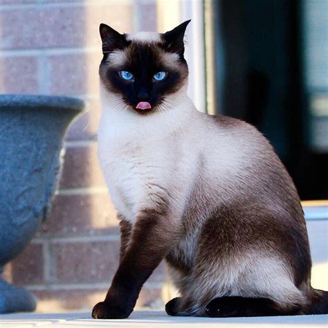Siamese Cats 5 Facts About Them That You Need To Know Before Adopt