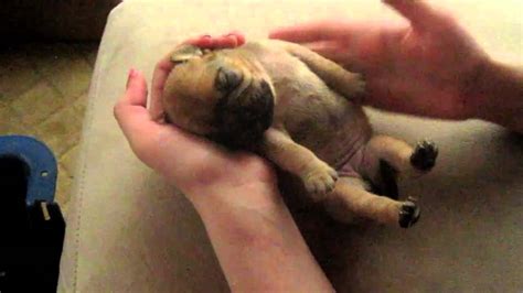 Tickle Newborn Pug Puppy Youtube