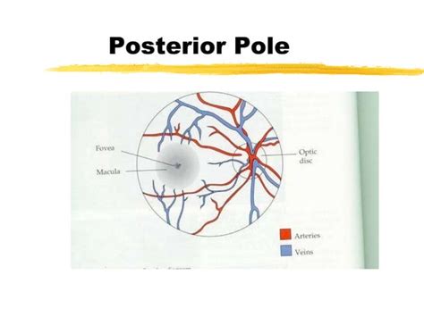 Lecture1 Anatomy Of The Eye Ppt