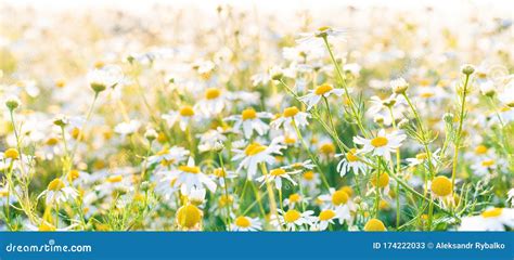 Chamomile Flowers Field Panoramic Background In Sun Light Beautiful