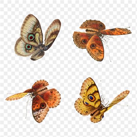 Moth Art Butterflies Flying Vintage Drawing Butterfly Watercolor