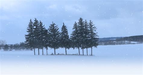 Peaceful Winter Scenery With Snow Covered Fir Tree Forest On Shore Of Frozen Lake And Slight