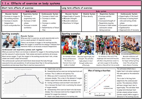 Gcse Pe Ocr 9 1 Short And Long Term Effects Of Exercise Component