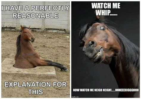 I Have A Perfectly Reasonable Horse Memes Picsmine