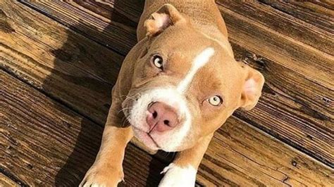 Meet 15 Of The Cutest American Staffordshire Terriers In The World