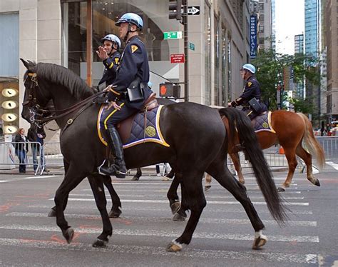 New York Police Departments 10 Foot Cops Mounted Unit Trotting Down