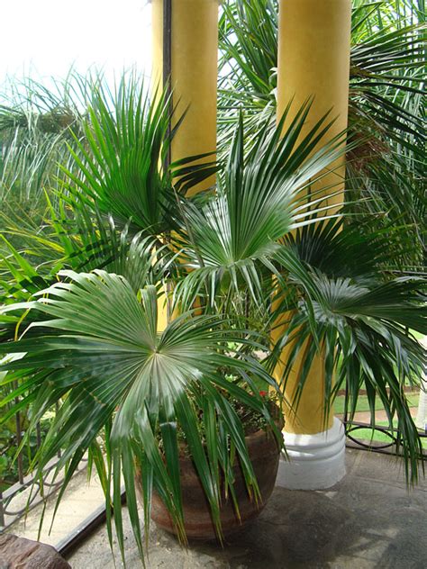 Chinese Fan Palm Tree Livistona Chinensis Urban Tropicals