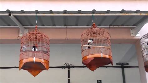 Kicau Mania Latihan Memaster Burung Kacer Youtube
