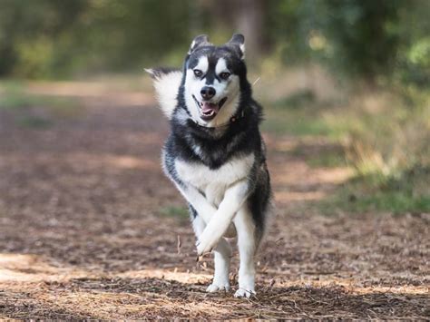 how much exercise does a siberian husky need pitpat