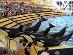 File:Orcas at Loro Parque 08.JPG - Wikimedia Commons