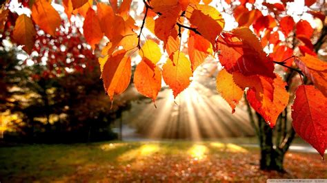 Autumn Scenery Wallpapers 4k Hd Autumn Scenery Backgrounds On