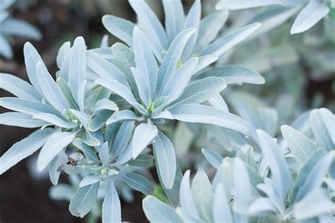 How To Grow White Sage — Floranella