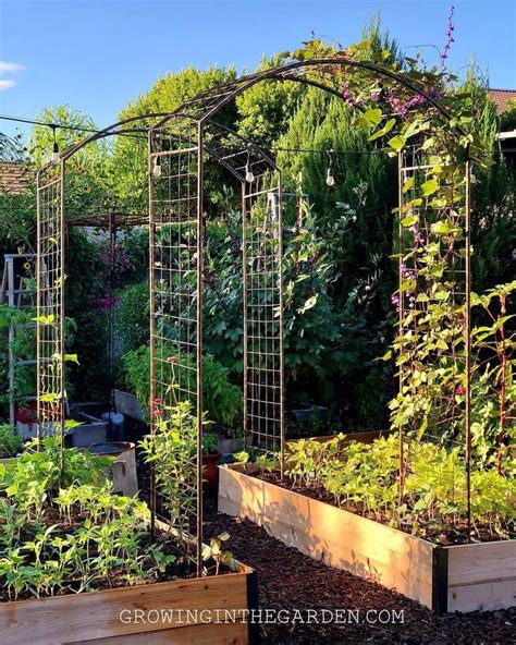 Absolutely Love These Arch Trellises By Growing In The Garden Have
