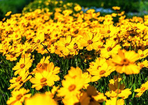 Free Images Nature Blossom Light Sun Field Meadow Sunlight