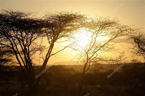 Sunset With African Savanna Trees — Stock Photo © Volodymyrbur 42725753