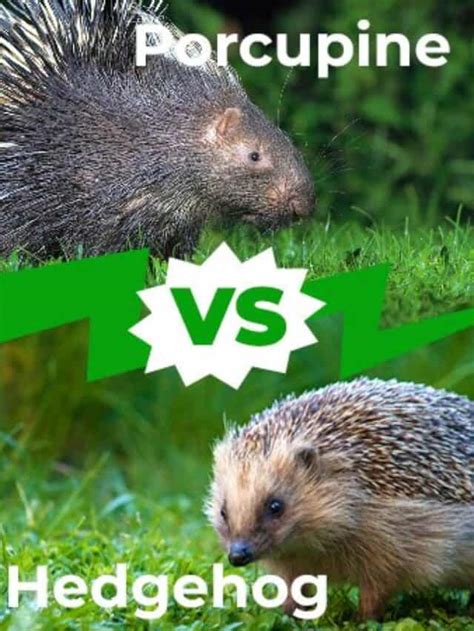 Porcupine Vs Hedgehog 8 Main Differences Explored Az Animals