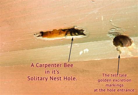 Carpenter bees usually infest softwood as it is easier to drill holes in them. Carpenter Bees Extermination | Pest Control of Bed Bugs ...